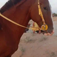 اسب کورس