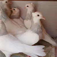 جوجه طوقی آبی و طوقی سرور