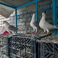 ماده دوکتی