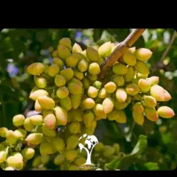 خرید پسته خوشه دانه