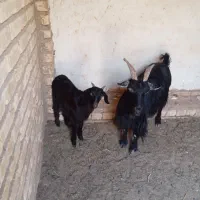 بز و بزغاله