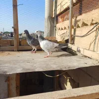 جوجه سار و سبز
