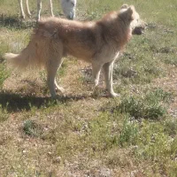 سگ.