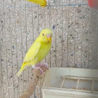 مرغ عشق نر  لوتینو چشم سرخ