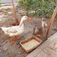 اردک نر و ماده به شرط تخمگذاری