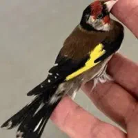 سره جوجه ۳ماه