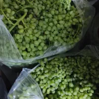 غوره اعلاهٔ برای آبگیری