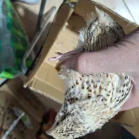 بلدرچین تخم گذار