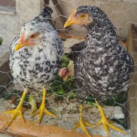 جوجه محلی نژاد دار