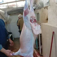 گوسفند زنده برای قربونی .