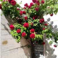 فروش باغ ویلا .کاهو جاده سیدان