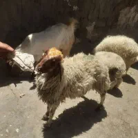 گوسفند