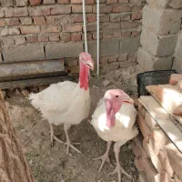 بوقلمون