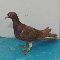کبوتر شهرستانی یا مسافتی
