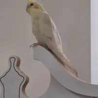 عروس هلندی