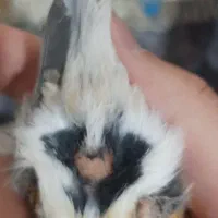 قناری ماده اماده کوزه با جوجش (معاوضه هم دارم)