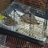 سهره خاکی رام