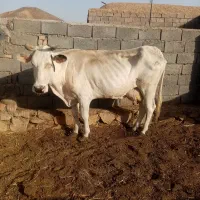 گاوشیری