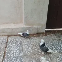 جفت قندی گره و جفت طوقی