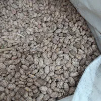 لوبیا چیتی تازه