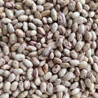 لوبیا چیتی محلی سالم