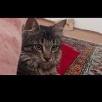 واگذاری گربه