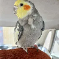 عروس هلندی نر