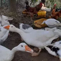غاز|حیوانات مزرعه|فشاپویه, |دیوار