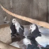 جوجه طوقی و نروماده پا لخت پرشی دوست بداری