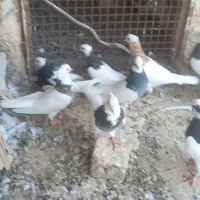تعدادی طوقی