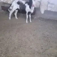 قوچ پلنگی اصل
