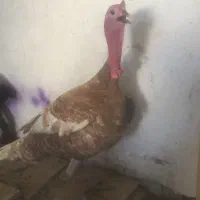 بوقلمون معاوضه با کهره بره. اول متن بخون