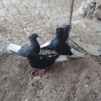 پرنده   کبوتر