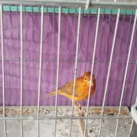 قناری و سهره قناری