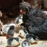 مرغ وجوجه ۱۶ عدد جوجه گلین