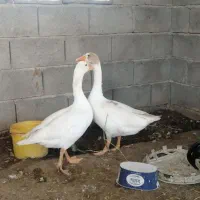 یک جفت غاز