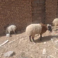 بره|حیوانات مزرعه|ماهان, |دیوار