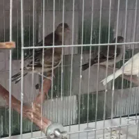 سهره قناری