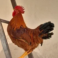 خروس