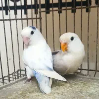 فروش کوتوله برزیلی