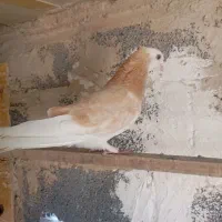 کفتر  درجه یک دونه۳۰۰