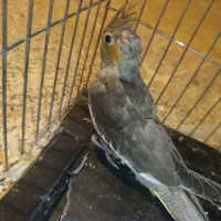 عروس هلندی