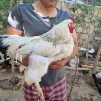 برهما لایت اصیل
