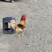 خروس لوهمن