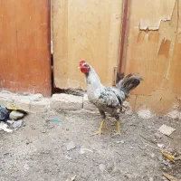 خروس رسمی