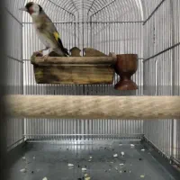 سهره دهن لر