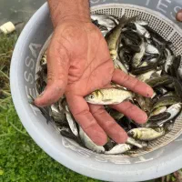 فروش انواع بچه ماهی
