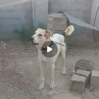 سگ نگهبان