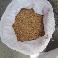 گندم بفروش می‌رسد