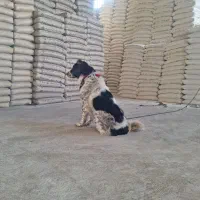 سگ ماده قدرجونی